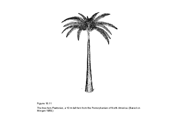 Figure 18. 11 The tree fern Psaronius, a 10 m-tall fern from the Pennsylvanian