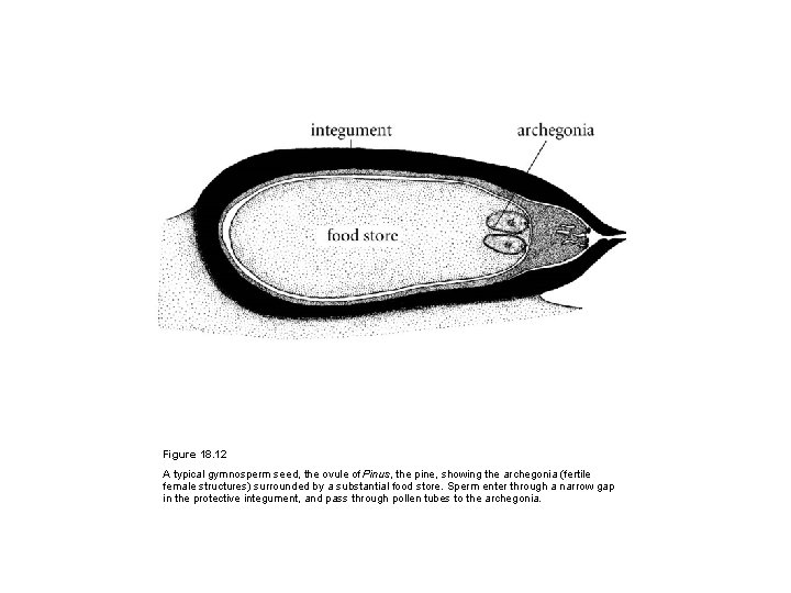 Figure 18. 12 A typical gymnosperm seed, the ovule of Pinus, the pine, showing