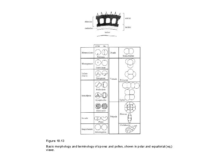 Figure 18. 13 Basic morphology and terminology of spores and pollen, shown in polar