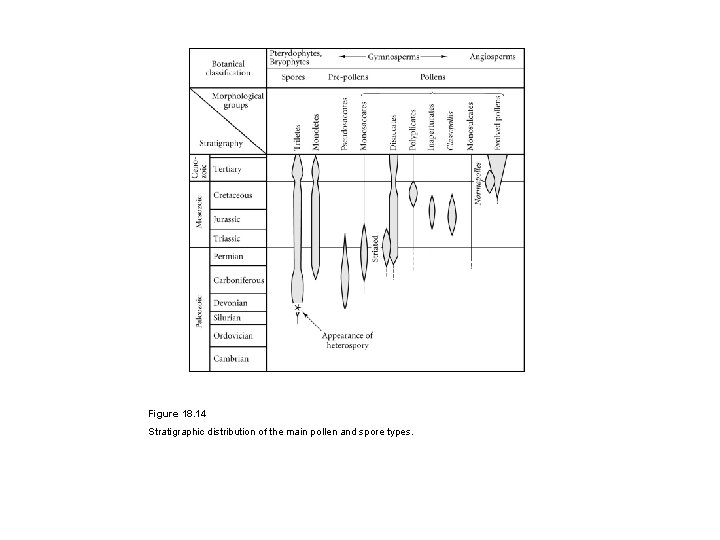 Figure 18. 14 Stratigraphic distribution of the main pollen and spore types. 