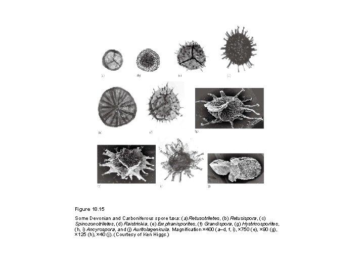 Figure 18. 15 Some Devonian and Carboniferous spore taxa: (a) Retusotriletes, (b) Retusispora, (c)