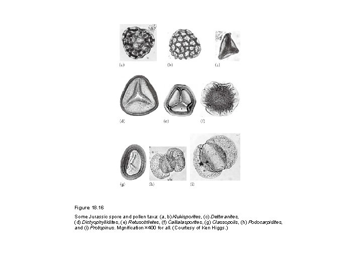 Figure 18. 16 Some Jurassic spore and pollen taxa: (a, b) Klukisporites, (c) Dettmanites,