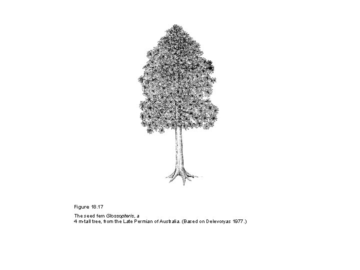 Figure 18. 17 The seed fern Glossopteris, a 4 m-tall tree, from the Late