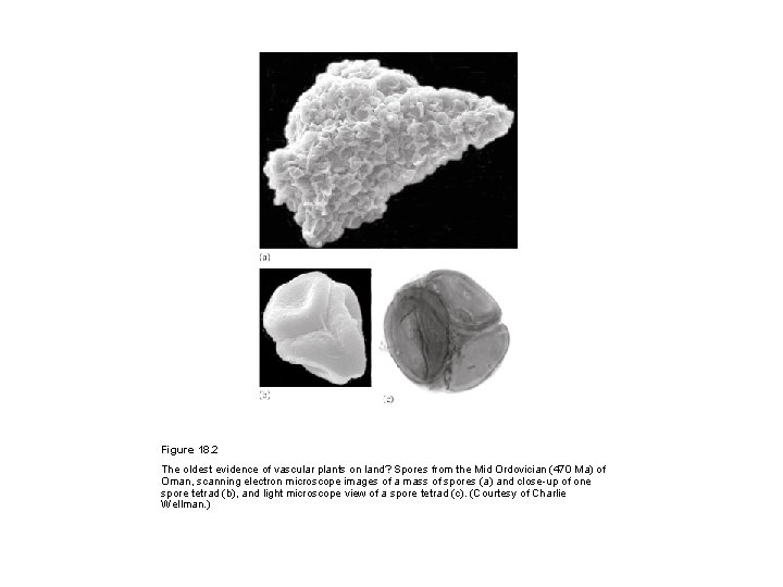 Figure 18. 2 The oldest evidence of vascular plants on land? Spores from the