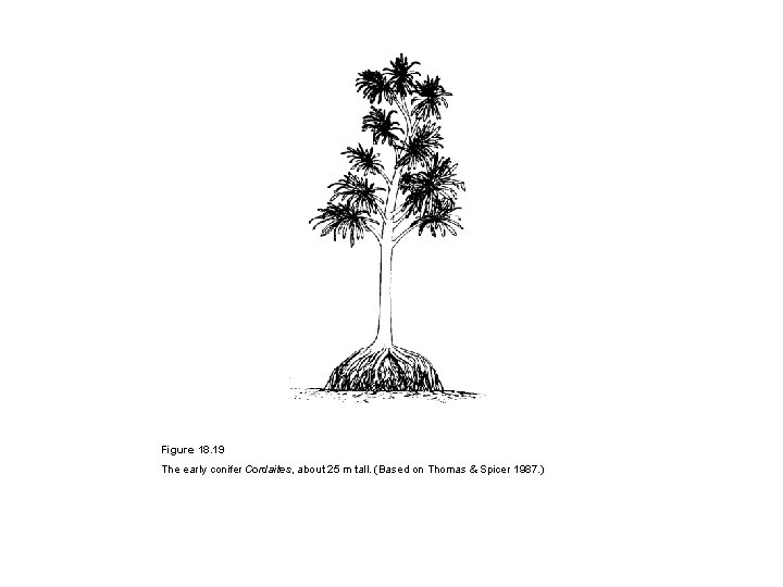 Figure 18. 19 The early conifer Cordaites, about 25 m tall. (Based on Thomas
