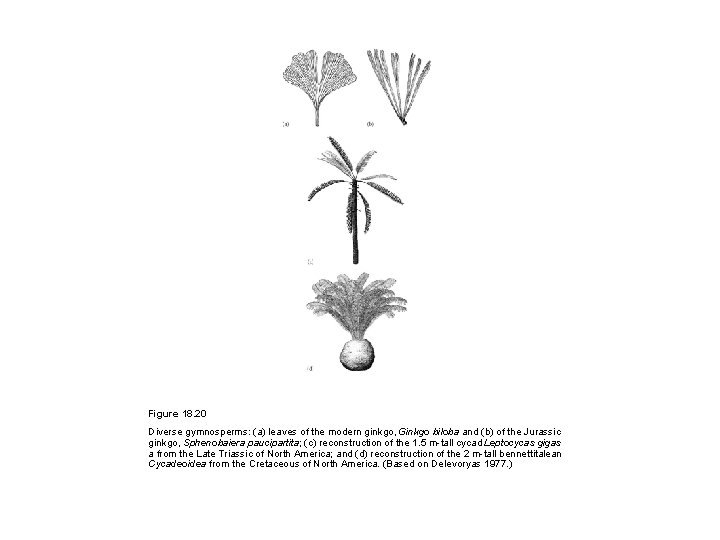 Figure 18. 20 Diverse gymnosperms: (a) leaves of the modern ginkgo, Ginkgo biloba and