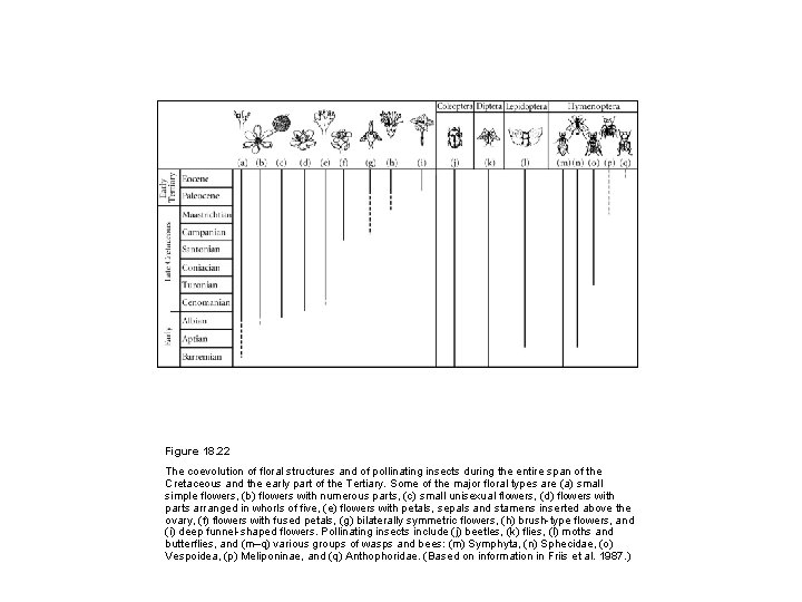 Figure 18. 22  The coevolution of floral structures and of pollinating insects during the
