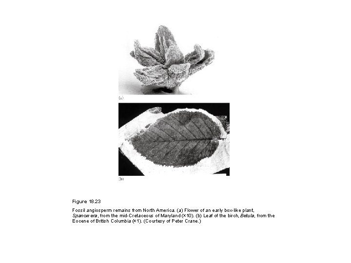 Figure 18. 23 Fossil angiosperm remains from North America. (a) Flower of an early
