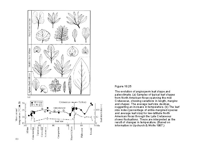 Figure 18. 25 The evolution of angiosperm leaf shape and paleoclimate. (a) Samples of