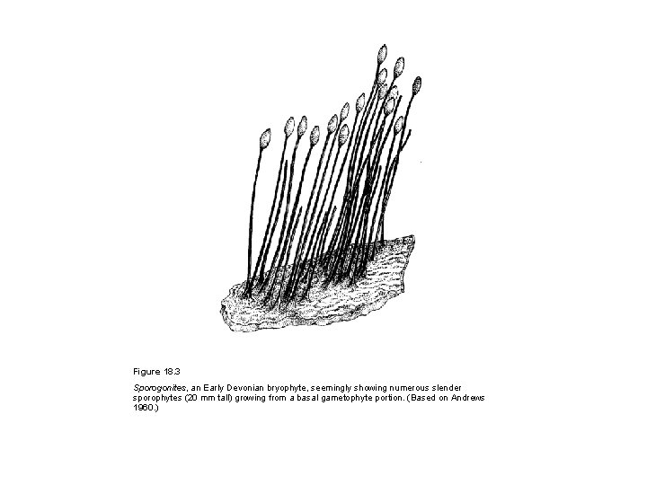 Figure 18. 3 Sporogonites, an Early Devonian bryophyte, seemingly showing numerous slender sporophytes (20