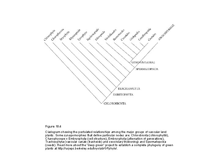 Figure 18. 4 Cladogram showing the postulated relationships among the major groups of vascular