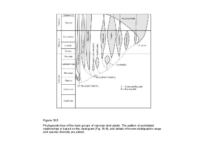 Figure 18. 5 Phylogenetic tree of the main groups of vascular land plants. The