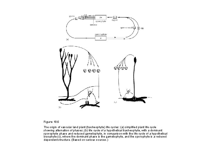 Figure 18. 6 The origin of vascular land plant (tracheophyte) life cycles: (a) simplified