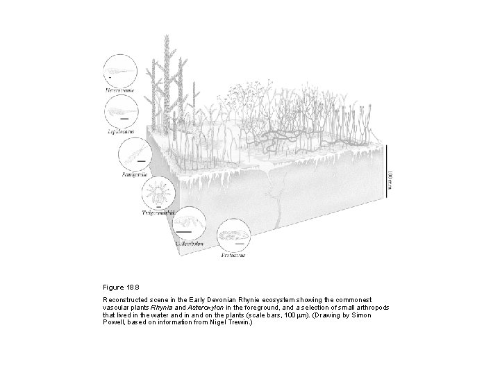 Figure 18. 8 Reconstructed scene in the Early Devonian Rhynie ecosystem showing the commonest