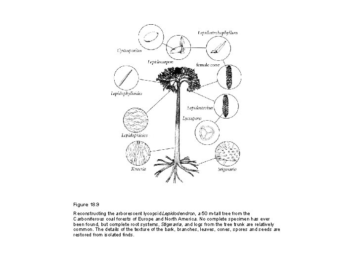 Figure 18. 9 Reconstructing the arborescent lycopsid Lepidodendron, a 50 m-tall tree from the