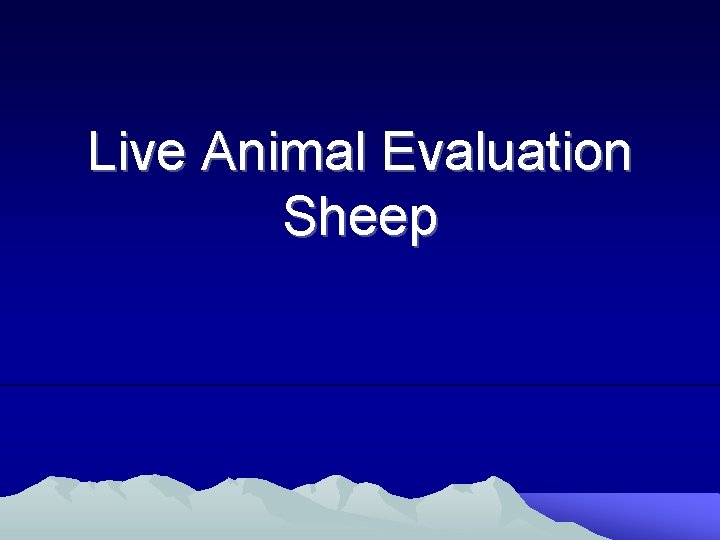 Live Animal Evaluation Sheep 