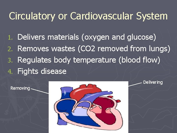 Circulatory or Cardiovascular System 1. 2. 3. 4. Delivers materials (oxygen and glucose) Removes