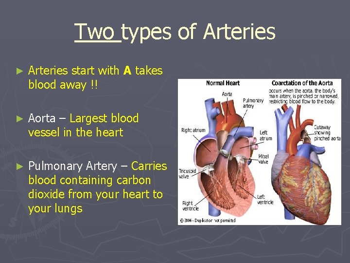 Two types of Arteries ► Arteries start with A takes blood away !! ►