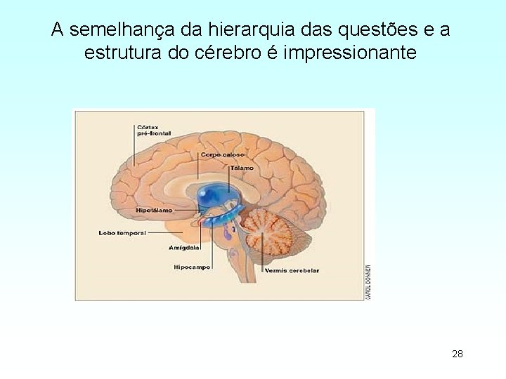 A semelhança da hierarquia das questões e a estrutura do cérebro é impressionante 28