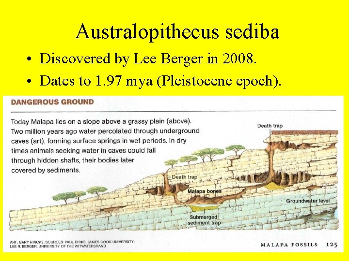 Australopithecus sediba • Discovered by Lee Berger in 2008. • Dates to 1. 97