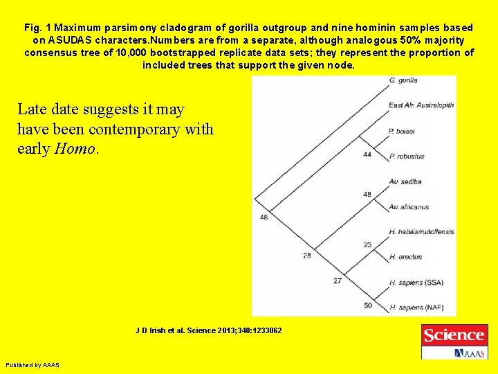 Fig. 1 Maximum parsimony cladogram of gorilla outgroup and nine hominin samples based on