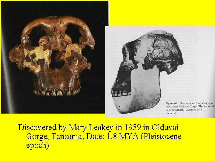 Discovered by Mary Leakey in 1959 in Olduvai Gorge, Tanzania; Date: 1. 8 MYA