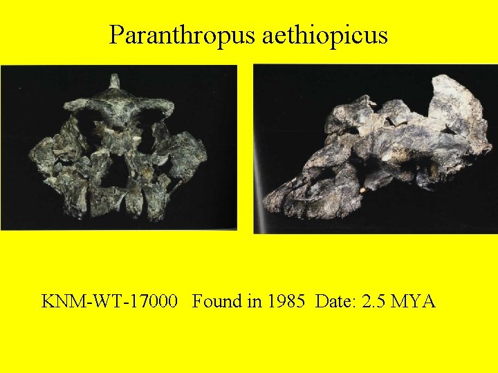 Paranthropus aethiopicus KNM-WT-17000 Found in 1985 Date: 2. 5 MYA 