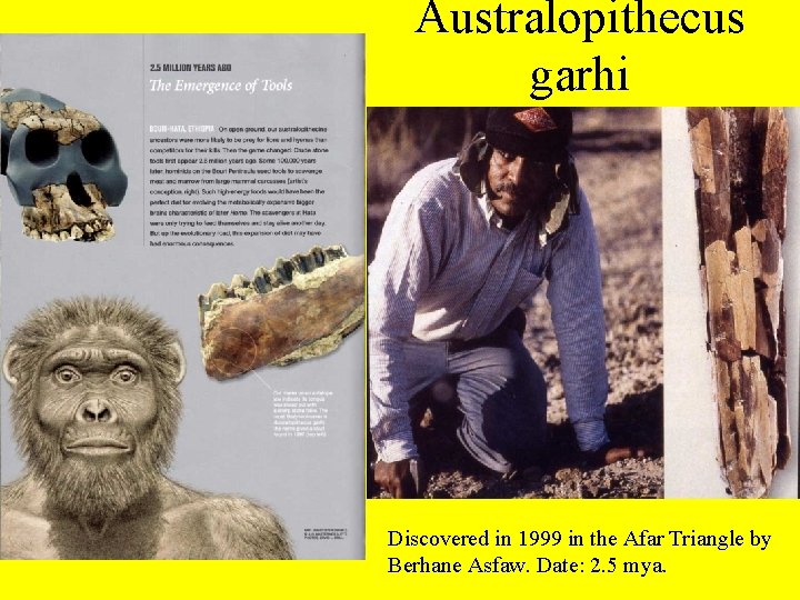 Australopithecus garhi Discovered in 1999 in the Afar Triangle by Berhane Asfaw. Date: 2.