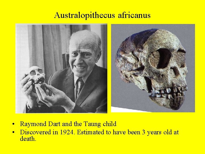 Australopithecus africanus • Raymond Dart and the Taung child • Discovered in 1924. Estimated