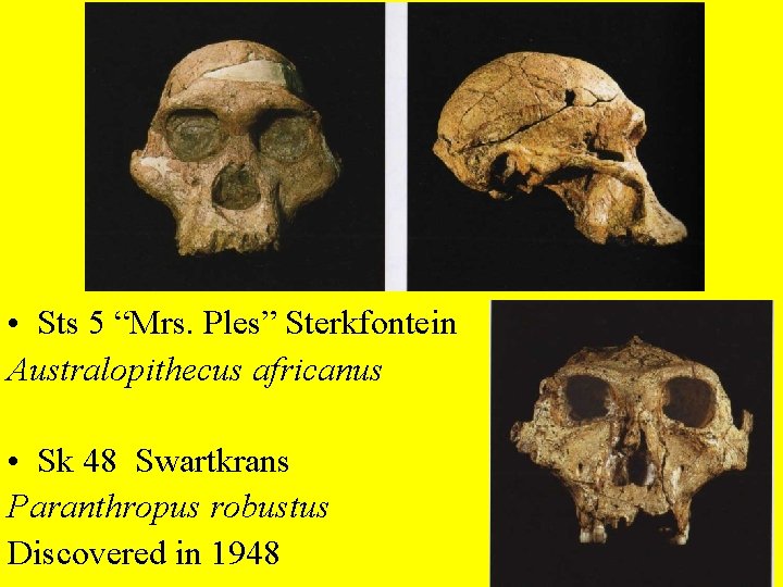  • Sts 5 “Mrs. Ples” Sterkfontein Australopithecus africanus • Sk 48 Swartkrans Paranthropus