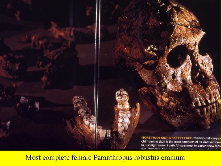 Most complete female Paranthropus robustus cranium 