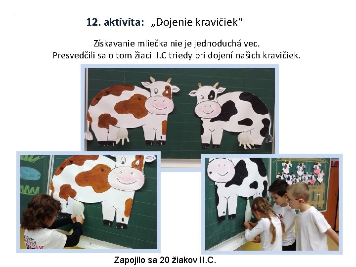 12. aktivita: „Dojenie kravičiek“ Získavanie mliečka nie je jednoduchá vec. Presvedčili sa o tom