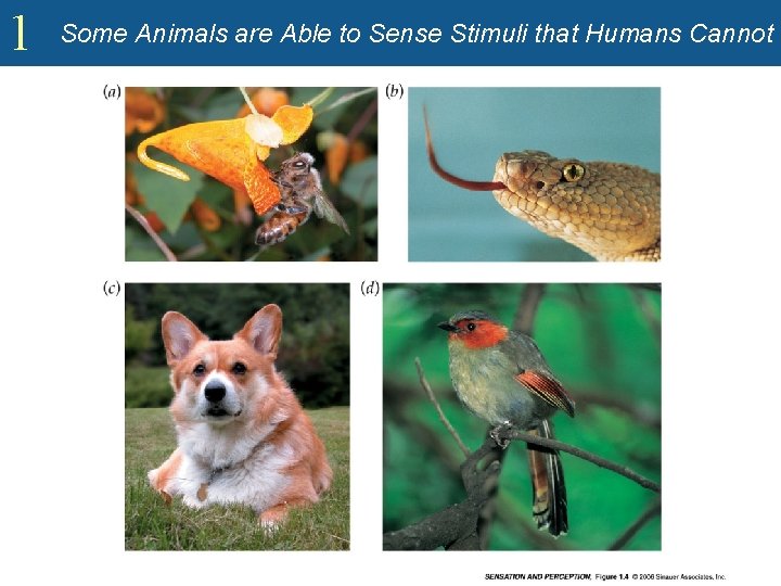 1 Some Animals are Able to Sense Stimuli that Humans Cannot 