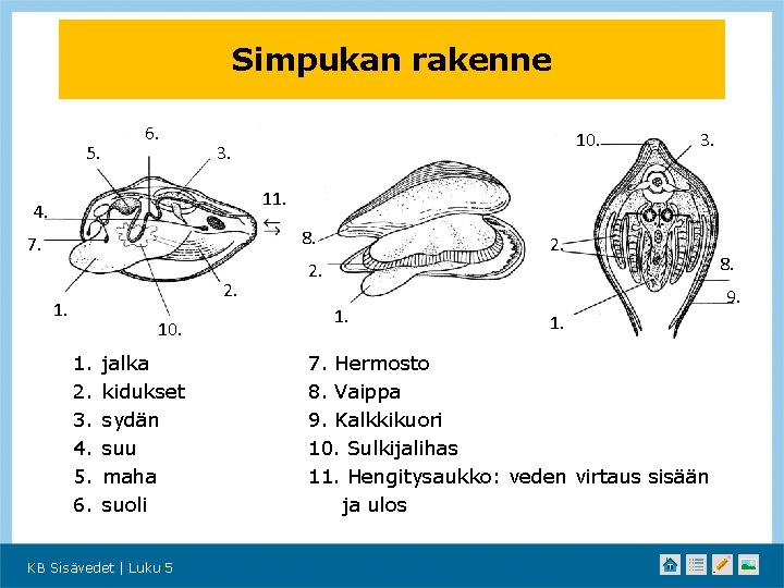 Simpukan rakenne 5. 6. 10. 3. 11. 4. 8. 7. 2. 10. 1. 2.