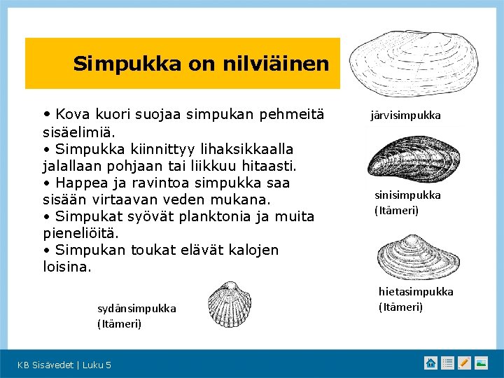 Simpukka on nilviäinen • Kova kuori suojaa simpukan pehmeitä sisäelimiä. • Simpukka kiinnittyy lihaksikkaalla