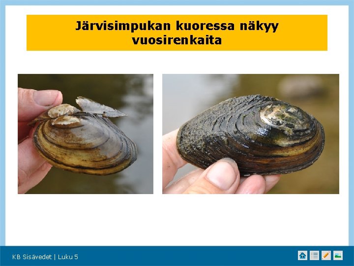 Järvisimpukan kuoressa näkyy vuosirenkaita KB Sisävedet | Luku 5 