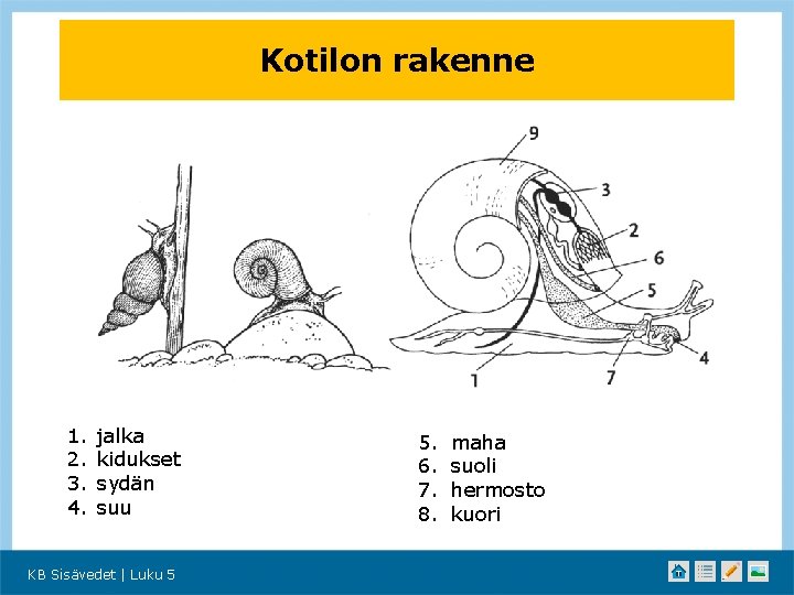 Kotilon rakenne 1. 2. 3. 4. jalka kidukset sydän suu KB Sisävedet | Luku