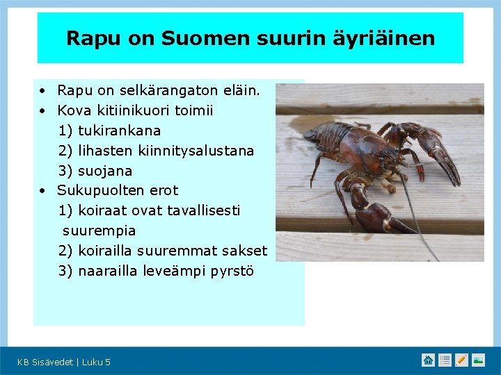 Rapu on Suomen suurin äyriäinen • Rapu on selkärangaton eläin. • Kova kitiinikuori toimii