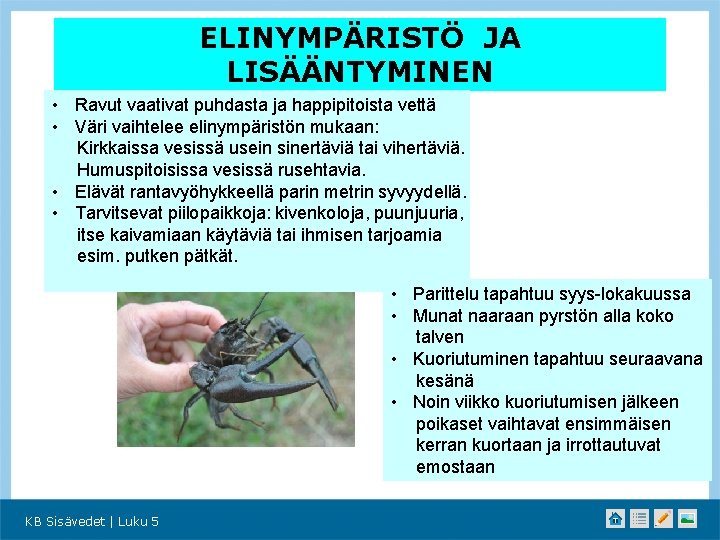 ELINYMPÄRISTÖ JA LISÄÄNTYMINEN • Ravut vaativat puhdasta ja happipitoista vettä • Väri vaihtelee elinympäristön