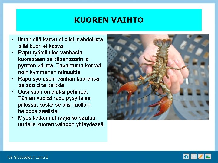 KUOREN VAIHTO • Ilman sitä kasvu ei olisi mahdollista, sillä kuori ei kasva. •