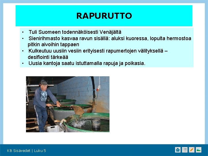 RAPURUTTO • Tuli Suomeen todennäköisesti Venäjältä • Sienirihmasto kasvaa ravun sisällä: aluksi kuoressa, lopulta