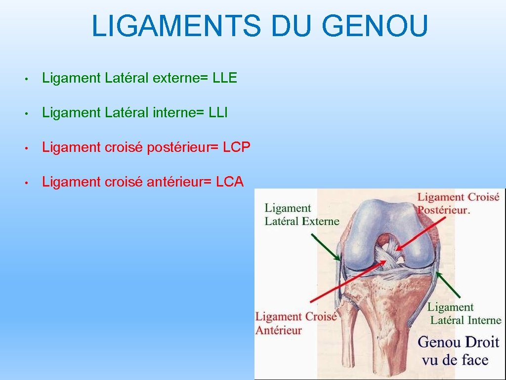 LIGAMENTS DU GENOU • Ligament Latéral externe= LLE • Ligament Latéral interne= LLI •