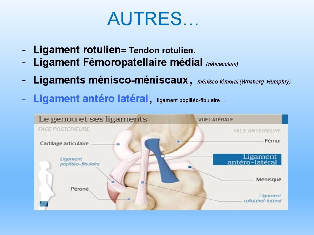 AUTRES… - Ligament rotulien= Tendon rotulien. - Ligament Fémoropatellaire médial (rétinaculum) - Ligaments ménisco-méniscaux,