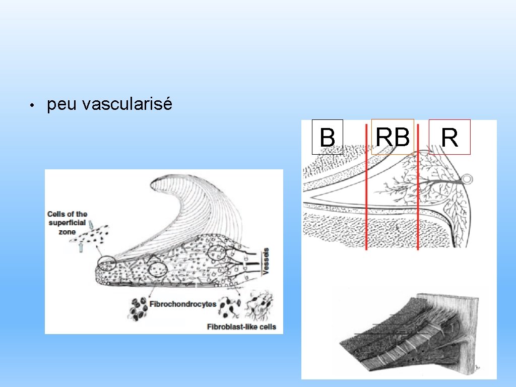  • peu vascularisé B RB R 