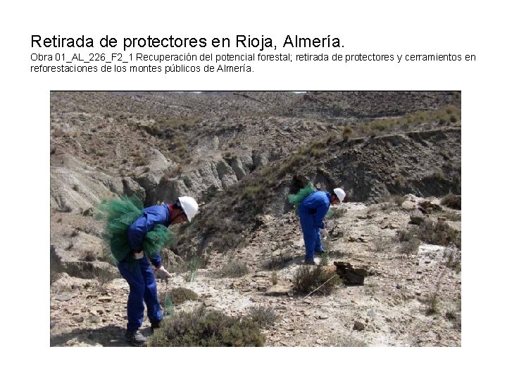 Retirada de protectores en Rioja, Almería. Obra 01_AL_226_F 2_1 Recuperación del potencial forestal; retirada Retirada de protectores en Rioja, Almería. Obra 01_AL_226_F 2_1 Recuperación del potencial forestal; retirada