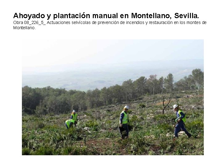 Ahoyado y plantación manual en Montellano, Sevilla. Obra 08_226_5_ Actuaciones selvícolas de prevención de Ahoyado y plantación manual en Montellano, Sevilla. Obra 08_226_5_ Actuaciones selvícolas de prevención de