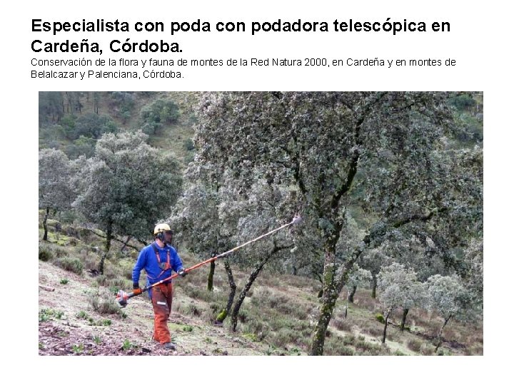 Especialista con podadora telescópica en Cardeña, Córdoba. Conservación de la flora y fauna de Especialista con podadora telescópica en Cardeña, Córdoba. Conservación de la flora y fauna de