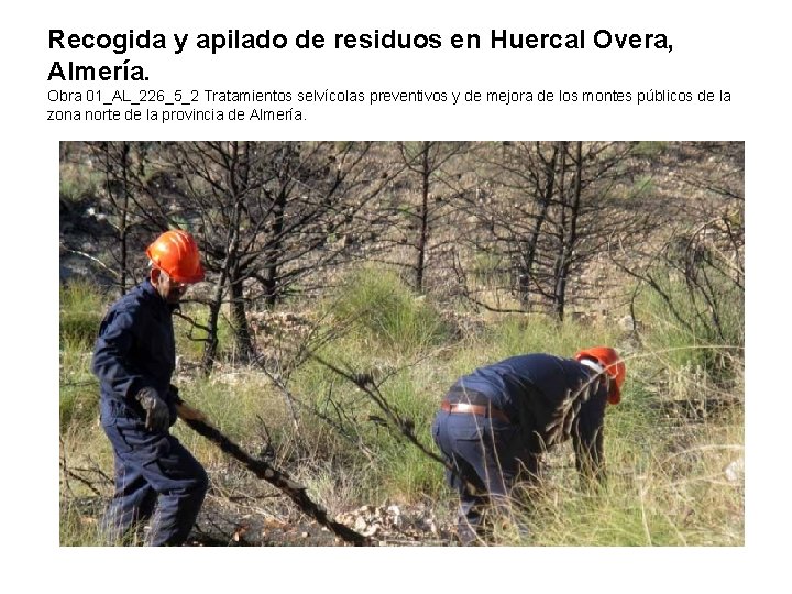 Recogida y apilado de residuos en Huercal Overa, Almería. Obra 01_AL_226_5_2 Tratamientos selvícolas preventivos Recogida y apilado de residuos en Huercal Overa, Almería. Obra 01_AL_226_5_2 Tratamientos selvícolas preventivos