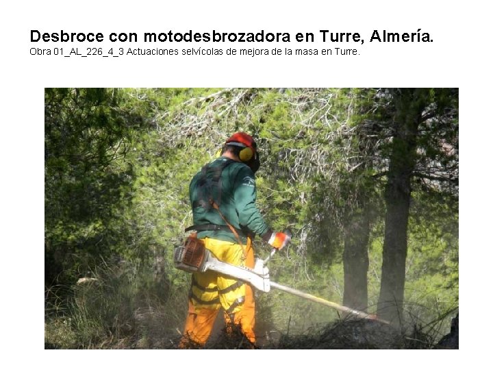 Desbroce con motodesbrozadora en Turre, Almería. Obra 01_AL_226_4_3 Actuaciones selvícolas de mejora de la Desbroce con motodesbrozadora en Turre, Almería. Obra 01_AL_226_4_3 Actuaciones selvícolas de mejora de la