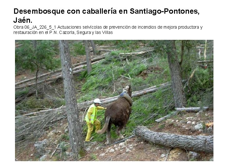 Desembosque con caballería en Santiago-Pontones, Jaén. Obra 06_JA_226_5_1 Actuaciones selvícolas de prevención de incendios Desembosque con caballería en Santiago-Pontones, Jaén. Obra 06_JA_226_5_1 Actuaciones selvícolas de prevención de incendios